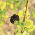 Bumblebee collecting nectar on flowering blooming blossoming willow bush shrub flowers branch, humble-bee, large detailed