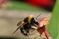 Bumblebee collecting nectar on flowers in a german garden Royalty Free Stock Photo