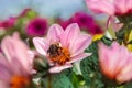 Bumblebee collecting nectar among magenta Dahlia Single Flame fl