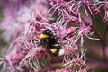 A bumblebee collecting nectar and pollen, and pollinating flowers.