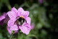 Bumblebee collecting nectar and pollinating a pink Geranium endressi