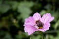 Bumblebee collecting nectar and pollinating a pink Geranium endressi