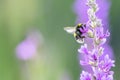 Bumblebee collecting nectar from purple flowers on summer meadow