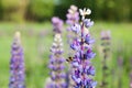 Bumblebee collecting nectar on a purple lupine. Landscape with wildflowers. Royalty Free Stock Photo