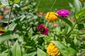 Bumblebee collecting nectar from a red flower in a garden Royalty Free Stock Photo