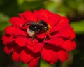 Bumblebee collecting nectar on red zinnia flower Royalty Free Stock Photo