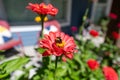 Bumblebee collecting nectar from a red Zinnia in a garden Royalty Free Stock Photo