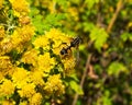Bumblebee collecting nectar from small blooming yellow chrysanthemums