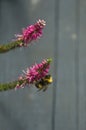 Bumblebee collecting nectar from veronica spicata flower