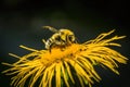 A bumblebee collecting nectar on a yellow daisy