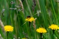 Bumblebee collecting nectar from a yellow hawkweed flower Royalty Free Stock Photo