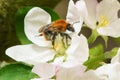 Bumblebee collecting pollen from the apple tree flower in a spring