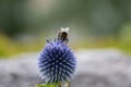 Bumblebee collecting pollen from a blue flower