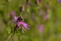 Bumblebee collecting pollen. bombus sitting on the purple flower Royalty Free Stock Photo