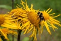 Bumblebee collecting pollen from a flower. Royalty Free Stock Photo