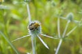 Bumblebee collecting pollen from flower of prickly weed Royalty Free Stock Photo