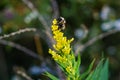 Bumblebee Collecting Pollen on Goldenrod