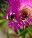Bumblebee collecting pollen from ice plant