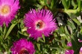 Bumblebee collecting pollen from ice plant