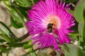 Bumblebee collecting pollen from ice plant