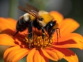 Bumblebee collecting pollen from an orange zinnia flower. Made with Generative AI