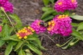 Bumble bee on colorful Lantana Camara Flowers Royalty Free Stock Photo