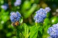 Bumblebee collecting pollen from purple flowers of the Californian Lilac, ceanothus thyrsiflorus Royalty Free Stock Photo