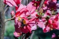 Bumblebee collecting pollen on a spring day from flower of Japanese roses in the garden Royalty Free Stock Photo