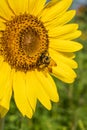 Close-up of bumblebee collecting pollen on sunflower