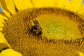 Bumblebee collecting pollen from a sunflower. Macro view Royalty Free Stock Photo