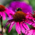 Bumblebee collecting pollen on pink coneflower, Echinacea purpurea. Bumble Bee collecting Pollen Royalty Free Stock Photo
