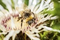 Bumblebee collecting pollen from a welted thistle flower Royalty Free Stock Photo