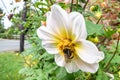 Bumblebee collecting pollen from a white yellow cosmos flower Royalty Free Stock Photo