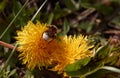 Bumblebee collecting pollen in yellow dandelion flower with diffused green grass background Royalty Free Stock Photo