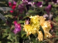 Bumblebee collecting pollen on a yellow flower