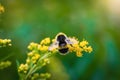 Bumblebee collects flower nectar of goldenrod Royalty Free Stock Photo
