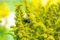 Bumblebee collects flower nectar of goldenrod Royalty Free Stock Photo