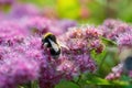 Bumblebee collects flower nectar of pink spirea