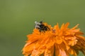 Bumblebee collects honey and nectar from flower Royalty Free Stock Photo