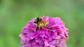 Bumblebee collects honey on a of zinnia flower