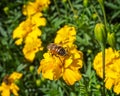 Bumblebee collects nectar with blooming yellow marigolds on a flower bed Royalty Free Stock Photo