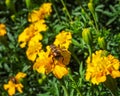 Bumblebee, collects nectar from blooming yellow marigolds, the last autumn flowers Royalty Free Stock Photo