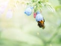 A bumblebee collects nectar in a blue flower, a beautiful close-up photo with a blurred background and copy space Royalty Free Stock Photo