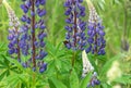 A Bumblebee Collects Nectar From Blue Lupine Flowers.
