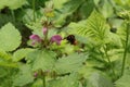 Bumblebee collects nectar from a clover flower in a forest