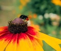 Bumblebee collects nectar on an Echinacea flower Royalty Free Stock Photo