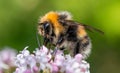 Bumblebee collects nectar from the flower. Close-up macro Royalty Free Stock Photo