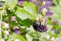 Bumblebee collects nectar on a flowers