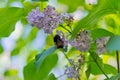 Bumblebee collects nectar on lilacs Royalty Free Stock Photo