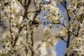 Bumblebee collects nectar on plum tree in spring